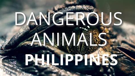 dangerous animals in the philippines